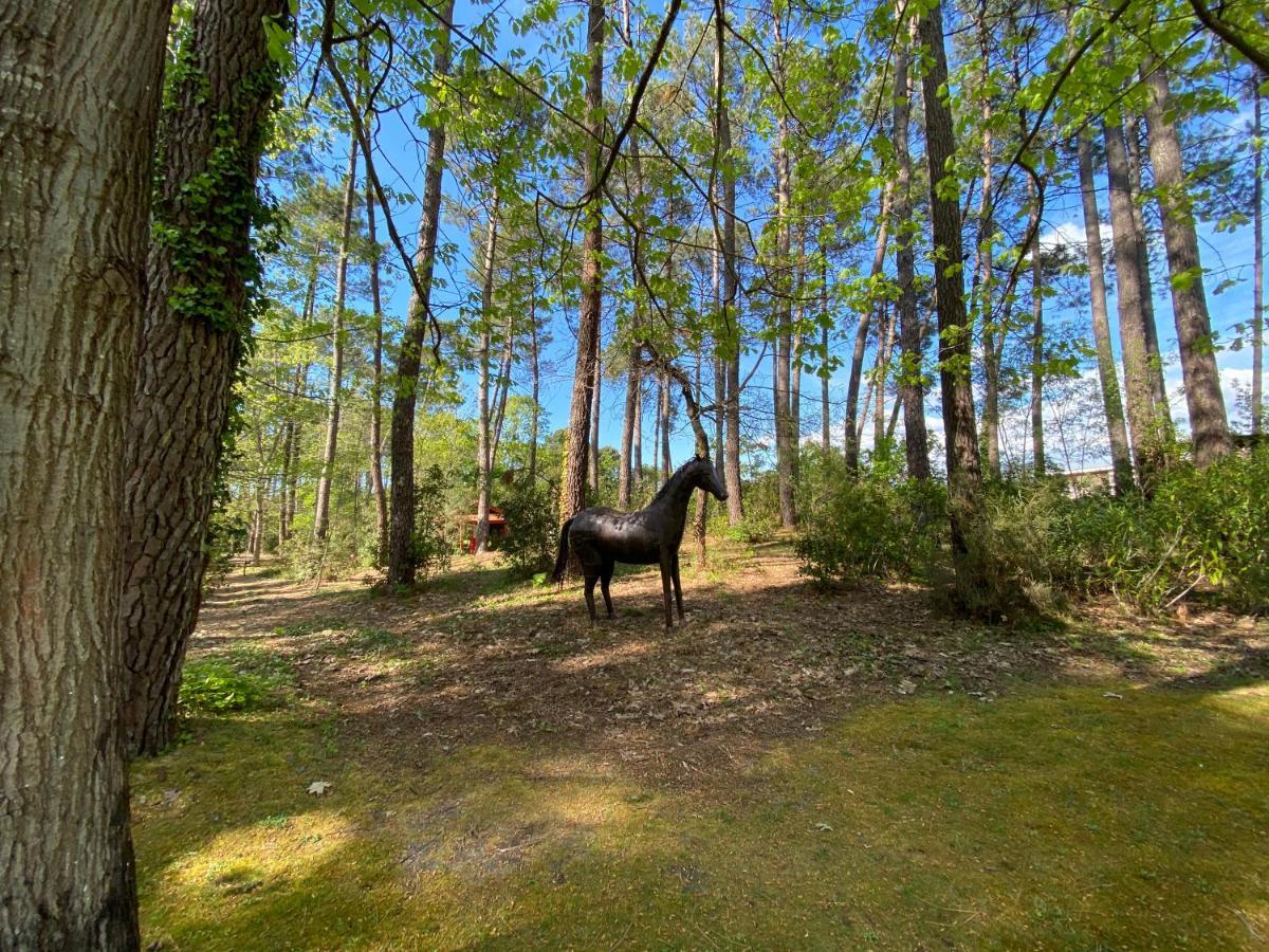Le Petit Poulailler Au Beau Milieu Des Pins Vila Lacanau Exterior foto