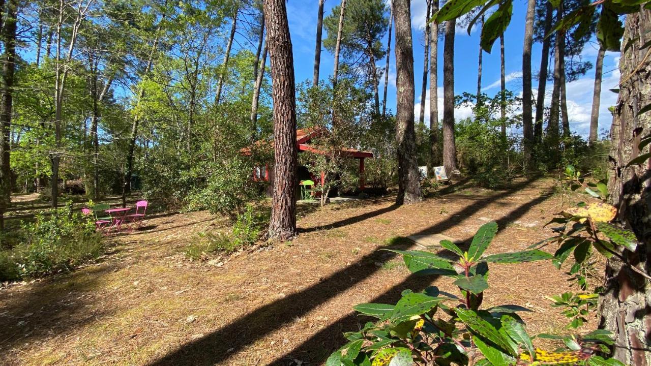 Le Petit Poulailler Au Beau Milieu Des Pins Vila Lacanau Exterior foto