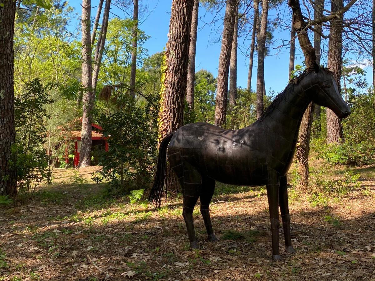 Le Petit Poulailler Au Beau Milieu Des Pins Vila Lacanau Exterior foto