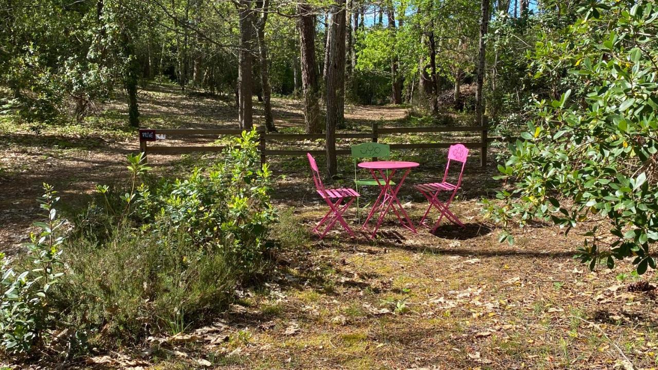 Le Petit Poulailler Au Beau Milieu Des Pins Vila Lacanau Exterior foto